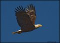_0SB0616 american bald eagle
